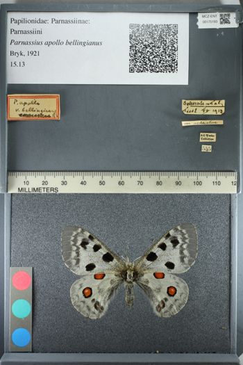 Media type: image;   Entomology 175193